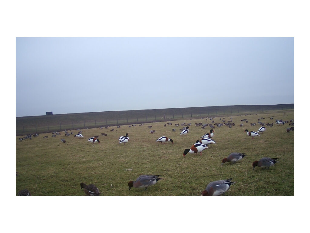 Penelope-2-2000x1500