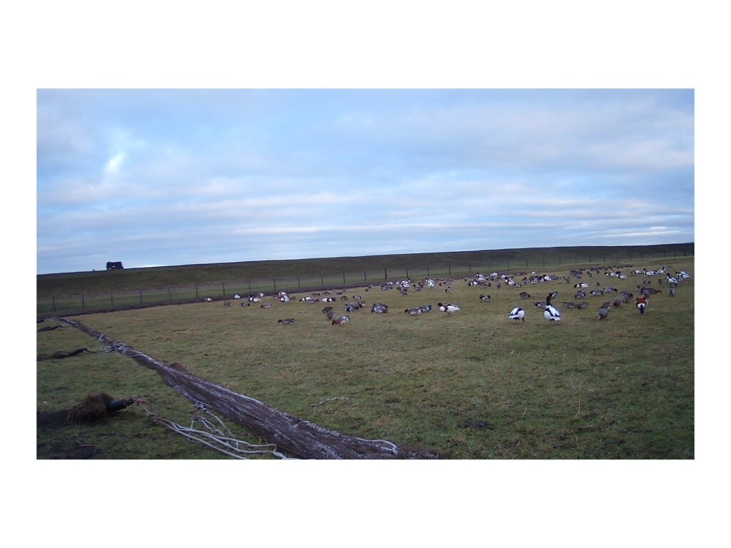 Penelope-3-2000x1500