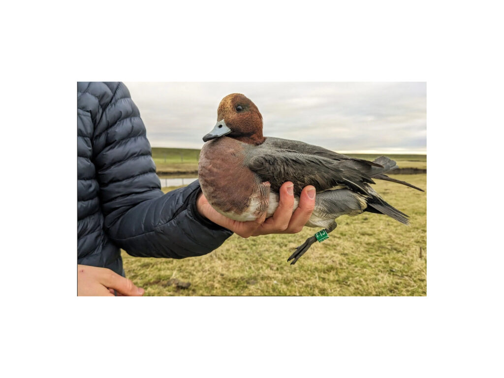 Penelope-5-2000x15000